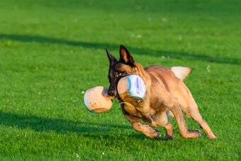 Belgický ovčiak malinois - 2