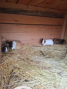 Morča , morské prasiatko, prasiatka - 2