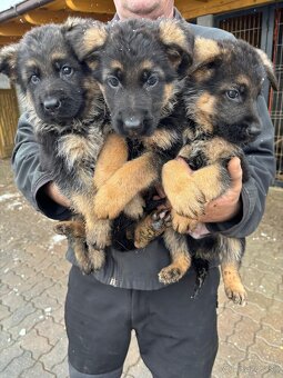 Nemecký ovčiak - 2