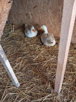 Násadové vajcia - 2