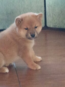 Predám šteniatka Shiba inu - 2