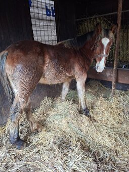 Predam tazne zriebata - 2