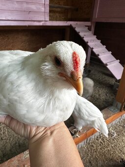 Araucana - 2x kohút - 2