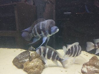 Cyphotilapia Frontoza Burundi - 2