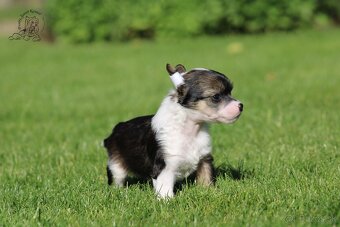 Čínský chocholatý pes - powderpuff male - 2