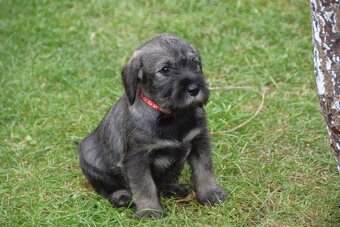 Knírač střední pepř a sůl, štěňata s PP - 2