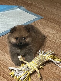 Pomeranian - 2