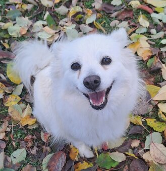 Nemecký špic kríženec - 2