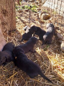 Šteniatka jazvečìka dlhosrstého - 2