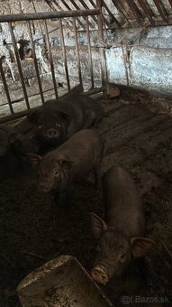 Predám vietnamské prasce - 2