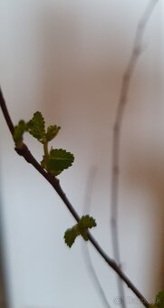 Turkestánsky brest - Ulmus pumila - 2
