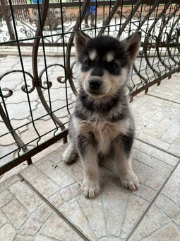 Sibírsky husky - Šteniatka - 2