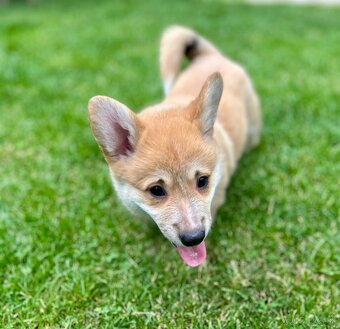 Psík plemena Welsh Corgi Pembroke - 2
