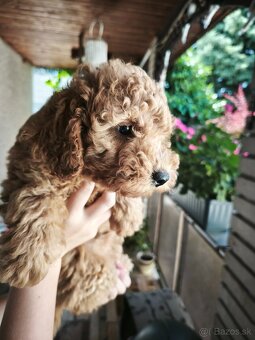 toy pudlik - 2