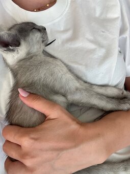 1/2 Mainská mývalia mačka/kocúr (Maine Coon) - 2