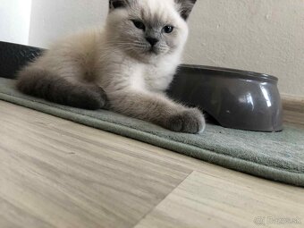 Krásne britské mačiatka - 2