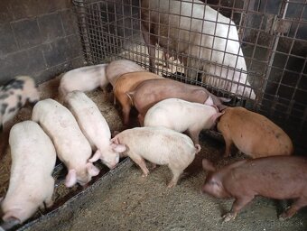 Predám odstavčata ošípané - 2