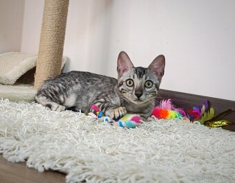 Strieborné bengálske mačiatka - 2