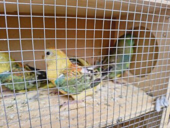 Predám mix papagajov - 2