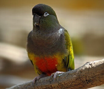 Papagaj Patagonsky-chovné pary predaj - 2