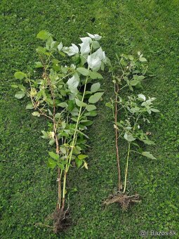 predam sadenice malin (cervene) / stale rodiace - 2