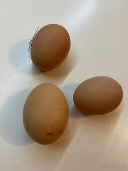 Predám vajíčka - 2