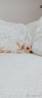 Yorkshire terrier golddust - 2