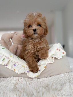 Mini maltipoo - 2