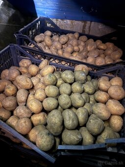 Sadbové zemiaky soraya - 2