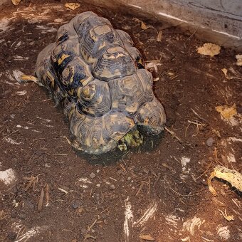 Korytnačka leopardia - 2