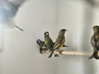 Predám Zelienky - 2