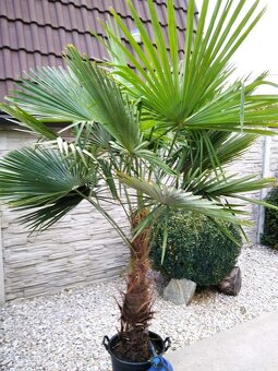 Mrazuvzdorne palmy Trachycarpus Fortunei - 2