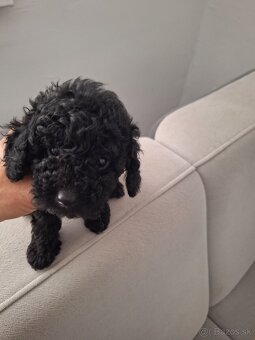 Pudel - 2