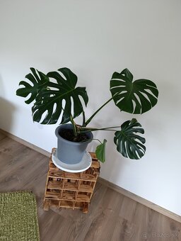 Monstera - 2