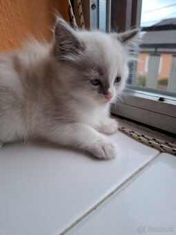 ragdoll kocurik blue bicolour - 2