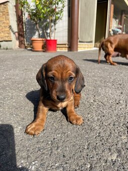 🐶 Na predaj – Šteniatka jazvečíka krátkosrstého štandard - 2