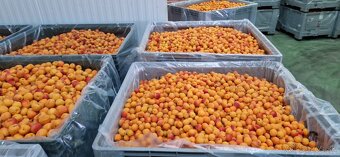 Marhule na kvas - 2