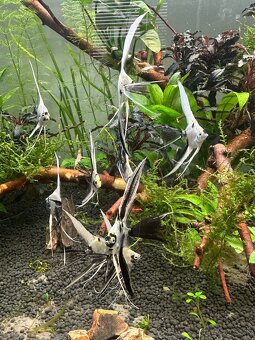 🐠 Skalár biely – Marble Longfin (mladé) - 2