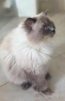 Ragdoll chovný kocúr s PP - 2