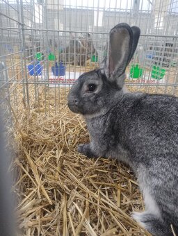 Činčila Veľká - 2