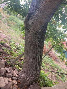 Orechove drevo - 2