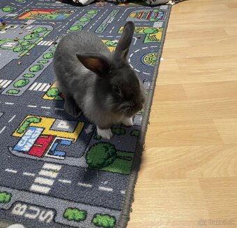 Zakrslý zajačik - 2