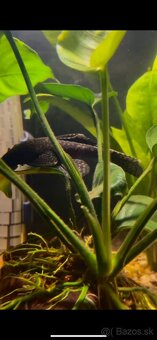 Prísavník obyčajný - 2