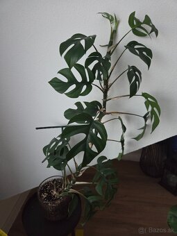 Monstera minima vyska 52 cm - 2
