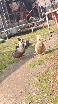 Chocholate kacice - 2