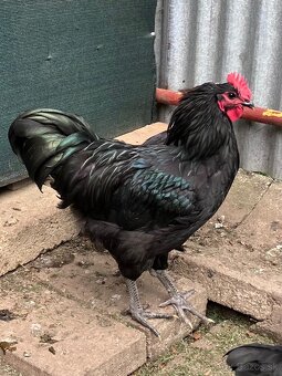 Australorp - 2