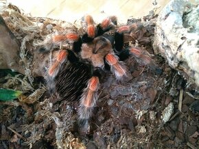 A.geniculata, B.boehmei - 2