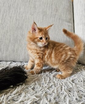 Maine coon, mainská mývalia mačka - 2