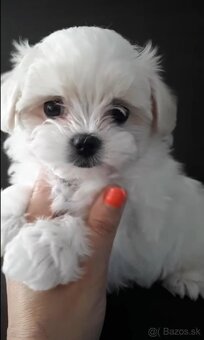 Mini Maltezák - 2
