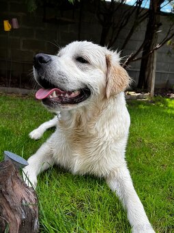 Zlatý retriever hľadá nový domov - 2